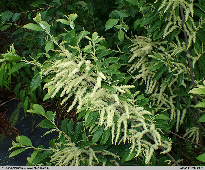 Castanea ozarkensis