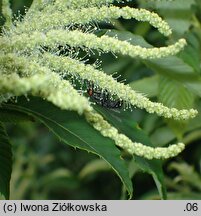 Castanea ozarkensis