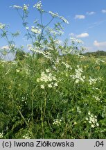 Chaerophyllum bulbosum (świerząbek bulwiasty)