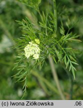 Chaerophyllum bulbosum (świerząbek bulwiasty)