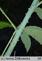 Rubus occidentalis var. flava