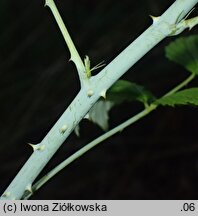 Rubus occidentalis var. flava