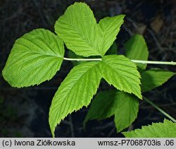 Rubus occidentalis var. flava