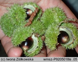 Castanea ozarkensis