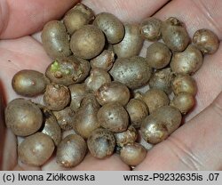 Dioscorea japonica (pochrzyn japoński)