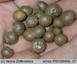 Dioscorea polystachya (pochrzyn chiński)