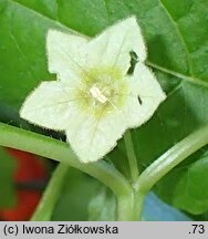 Physalis alkekengi var. alkekengi