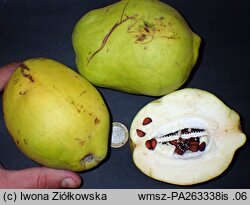 Pseudocydonia sinensis (pigwowiec chiński)