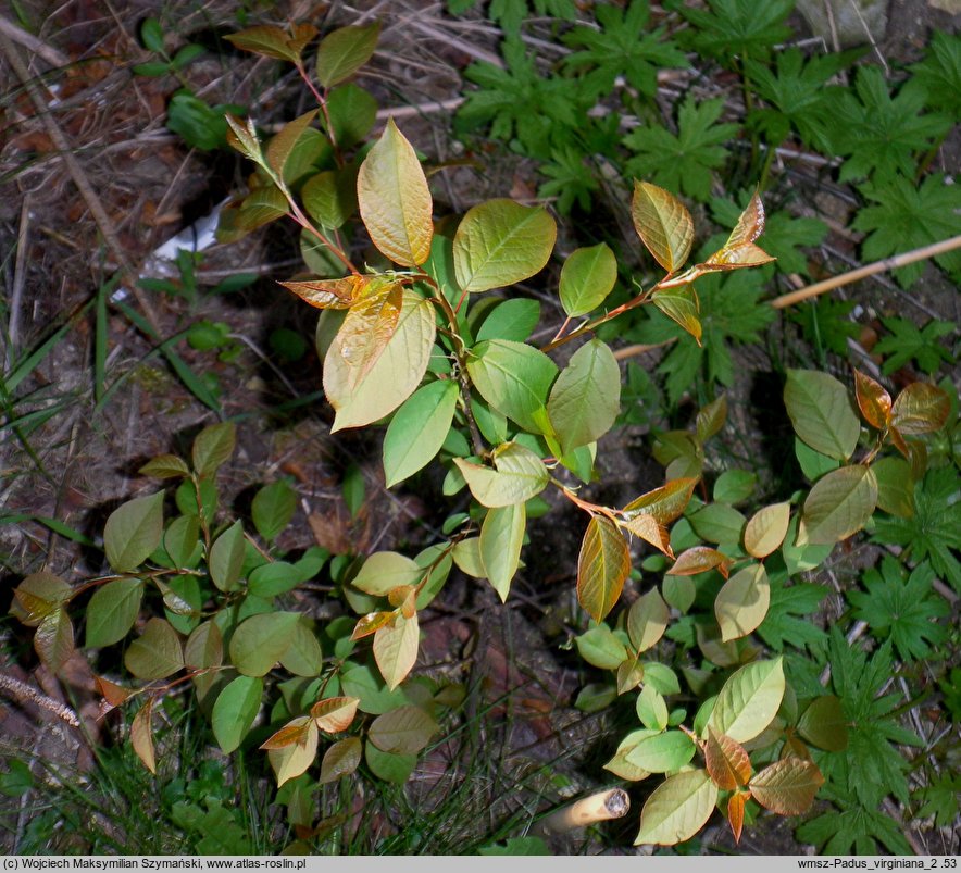 Padus virginiana (czeremcha wirginijska)