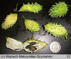 Cyclanthera brachybotrys (cyklantera omszona)