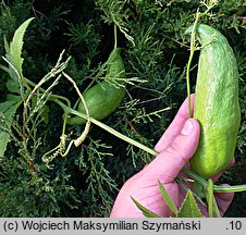 Cyclanthera pedata (cyklantera stopowa)