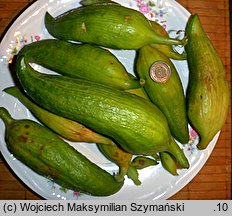 Cyclanthera pedata (cyklantera stopowa)