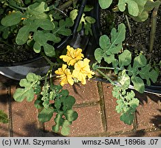 Solanum cornutum (psianka dzióbkowata)