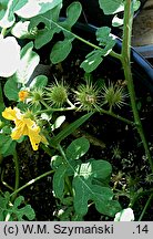 Solanum cornutum (psianka dzióbkowata)