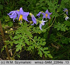 Solanum citrullifolium