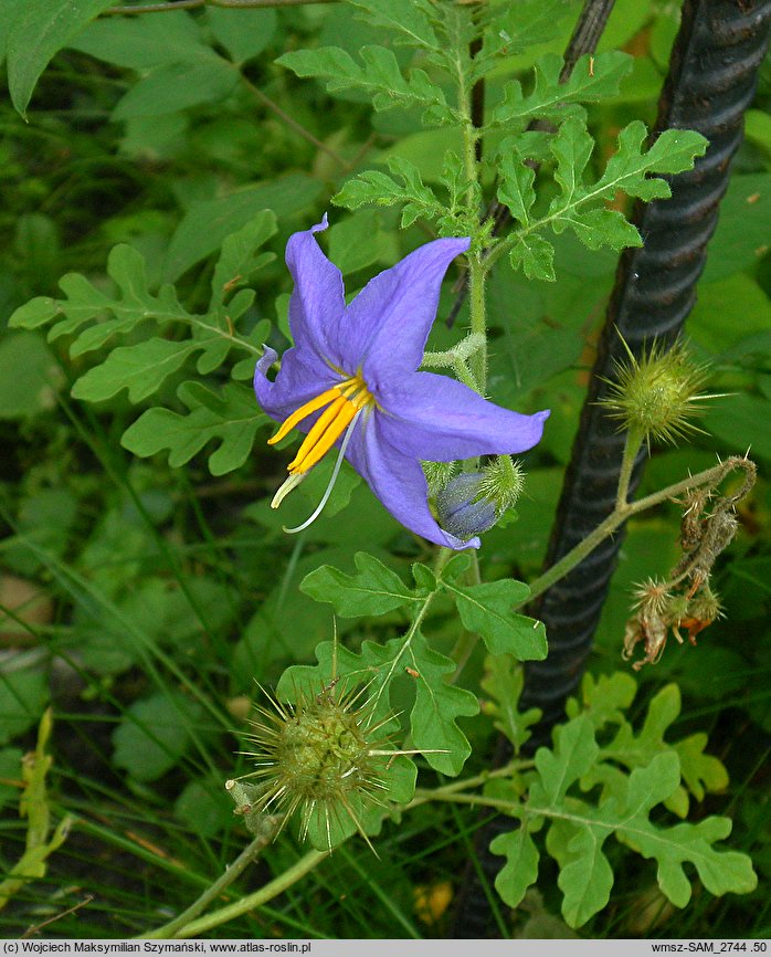 Solanum citrullifolium