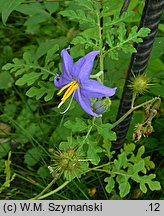 Solanum citrullifolium