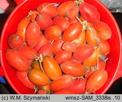 Thladiantha dubia (ziemniaczka sercowata)