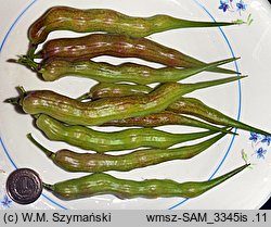 Raphanus sativus var. caudatus (rzodkiew czubata)