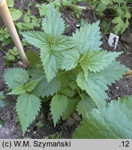 Urtica kioviensis