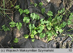 Trichosanthes kirilowii (gurdlina japońska)