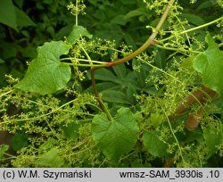 Hablitzia tamnoides (szpinak kaukaski)