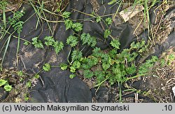 Trichosanthes kirilowii (gurdlina japońska)