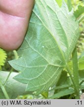 Urtica kioviensis