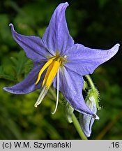 Solanum citrullifolium