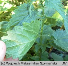 Urtica kioviensis