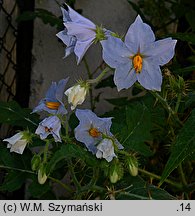 Solanum sisimbriifolium (psianka stuliszolistna)