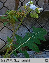 Solanum sisimbriifolium (psianka stuliszolistna)