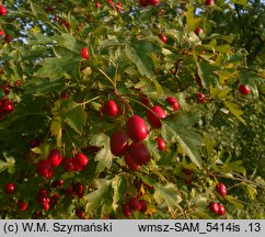 Crataegus rhipidophylla var. lindmanii (głóg odgiętodziałkowy odm. Lindmana)