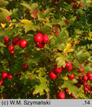 Crataegus rhipidophylla var. lindmanii (głóg odgiętodziałkowy odm. Lindmana)