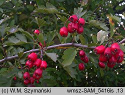 Crataegus rhipidophylla var. rhipidophylla (głóg odgiętodziałkowy odm. typowa)