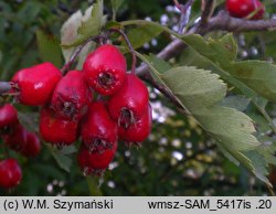 Crataegus rhipidophylla var. rhipidophylla (głóg odgiętodziałkowy odm. typowa)