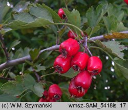 Crataegus rhipidophylla var. rhipidophylla (głóg odgiętodziałkowy odm. typowa)