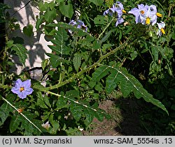 Solanum sisimbriifolium (psianka stuliszolistna)