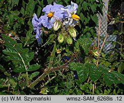 Solanum sisimbriifolium (psianka stuliszolistna)