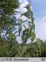 Urtica galeopsifolia (pokrzywa poziewnikolistna)