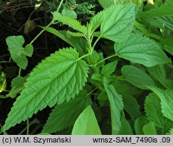 Urtica kioviensis