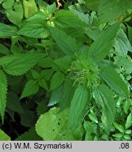 Urtica kioviensis