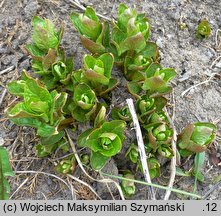 Hablitzia tamnoides (szpinak kaukaski)