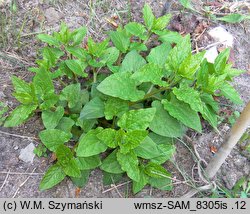 Hablitzia tamnoides (szpinak kaukaski)