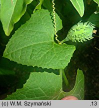 Cyclanthera brachybotrys (cyklantera omszona)