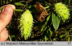 Cyclanthera brachybotrys (cyklantera omszona)