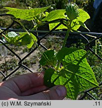 Cyclanthera brachybotrys (cyklantera omszona)