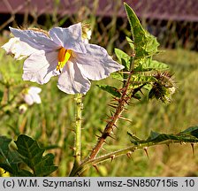 Solanum sisimbriifolium (psianka stuliszolistna)