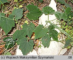 Trichosanthes pilosa