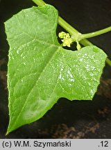 Cyclanthera brachystachya (cyklantera strzelająca)